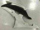 Blanc Carénage Moto R6 08-16 Blanc Carénage Moto R6 08-16